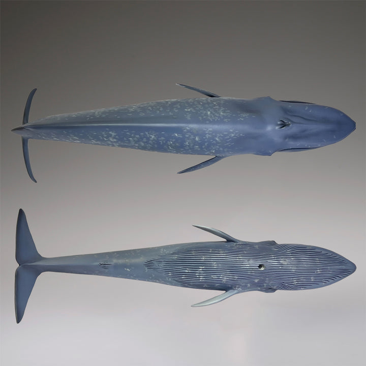 シロナガスクジラ 国立科学博物館 常設展（屋外展示）
