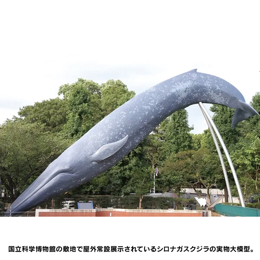 シロナガスクジラ 国立科学博物館 常設展（屋外展示）