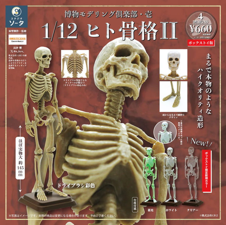[BOX販売]博物モデリング倶楽部・壱 1/12ヒト骨格Ⅱ -4個入りBOX-